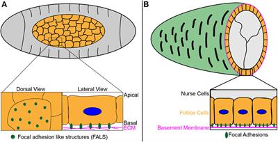 An evolutionary and physiological perspective on cell Biology Diagrams